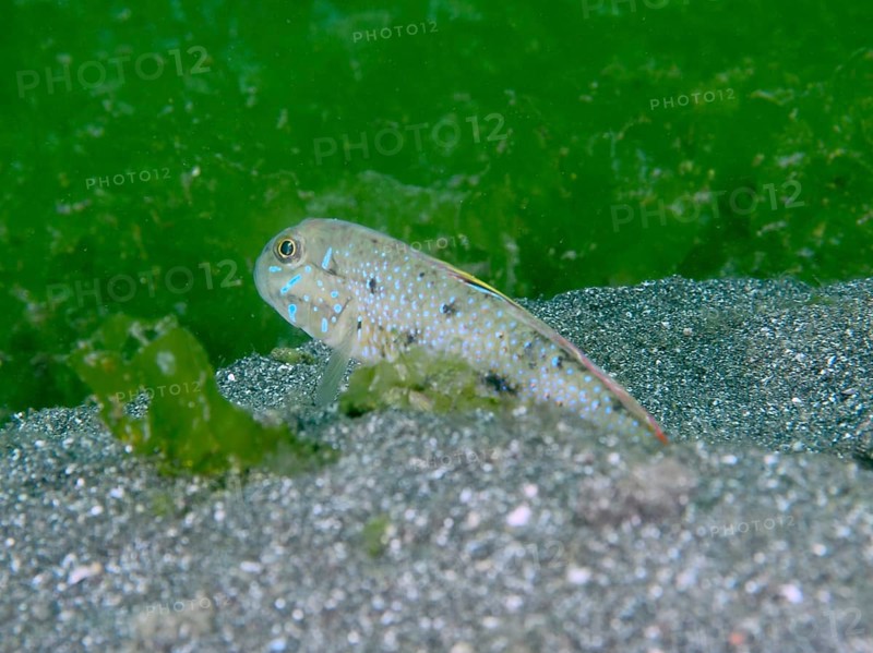 A spotted fish, spiny-cheeked goby (Oplopomus oplopomus), in sand and algae, perfectly adapted to the environment, dive site Secret Bay, Gilimanuk, Bali, Indonesia