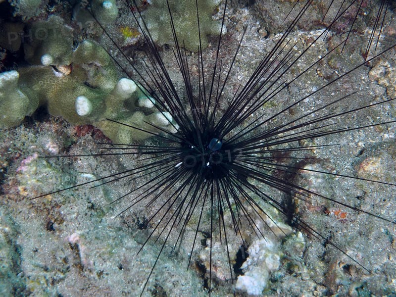 Arbacia lixula, Diadem sea urchin (Diadema setosum), on sandy and coral-covered seabed, dive site Pidada, Penyapangan, Bali, Indonesia