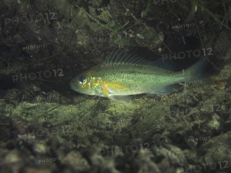 A ruffe (Gymnocephalus cernua) swimming near a rocky, algae-covered substrate, dive site Zollbrücke, Rheinau, Canton Zurich, Rhine, High Rhine, Switzerland, Germany