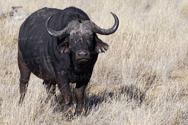 Cape buffalo (Syncerus caffer), adult male in tall dry grass, eye contact, savanna, Mahango Core Area, Bwabwata National Park, Kavango East, Caprivi Strip, Namibia