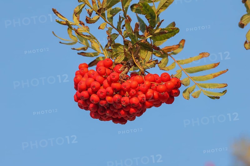 Red cluster of rowan berries with leaves against a blue background, rowan berries (Sorbus aucuparia), plant, shrub, flora, bird tree, Fehmarn Island, East Holstein, Schleswig-Holstein, Germany