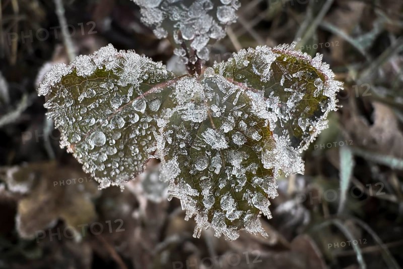 Close-up, leaves with hoarfrost, Weinviertel near Hadres, Lower Austria, Austria