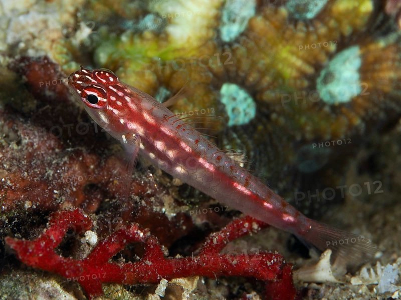 Small red-spotted fish, hairfin dwarf goby (Eviota prasites), dwarf goby, on a coral reef, dive site Spice Reef, Penyapangan, Bali, Indonesia