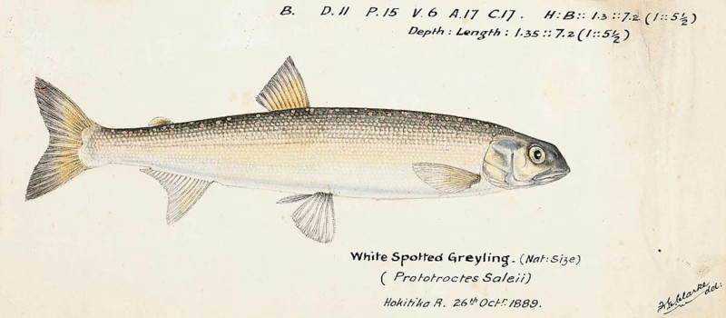 New Zealand grayling, Prototroctes oxyrhynchus, New Zealand grayling, fish, reproduction of an original, by Frank Edward Clarke (b. 1849, d. 1899), ichthyologist and scientific draughtsman