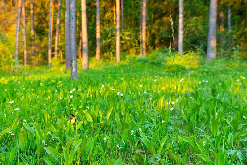 Red-brown lady's slipper (Cypripedium calceolus), orchid family, (Orchidaceae), mixed forest, mountain path, Upper Danube nature park Park, Baden-Württemberg, Baden-Württemberg, Germany