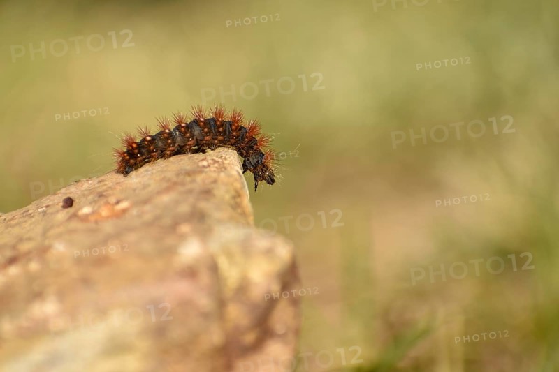 Caterpillar of the golden-haired bark owl (Acronicta auricoma), seen in the Deferegger Alps at 1700 m altitude, East Tyrol, Austria