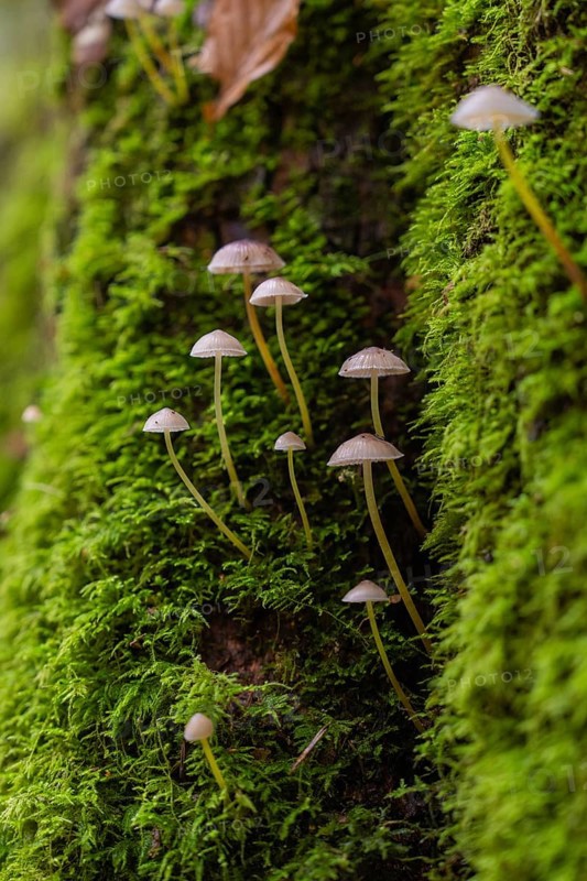 Small mushrooms rising from the green moss on a tree trunk, Monbachtal, Bad Liebenzell, district of Calw, Black Forest, Germany