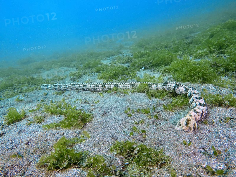 Long and patterned Feather mouth sea cucumber (Synapta maculata) lies on a sandy seabed covered with algae, dive site Secret Bay, Gilimanuk, Bali, Indonesia