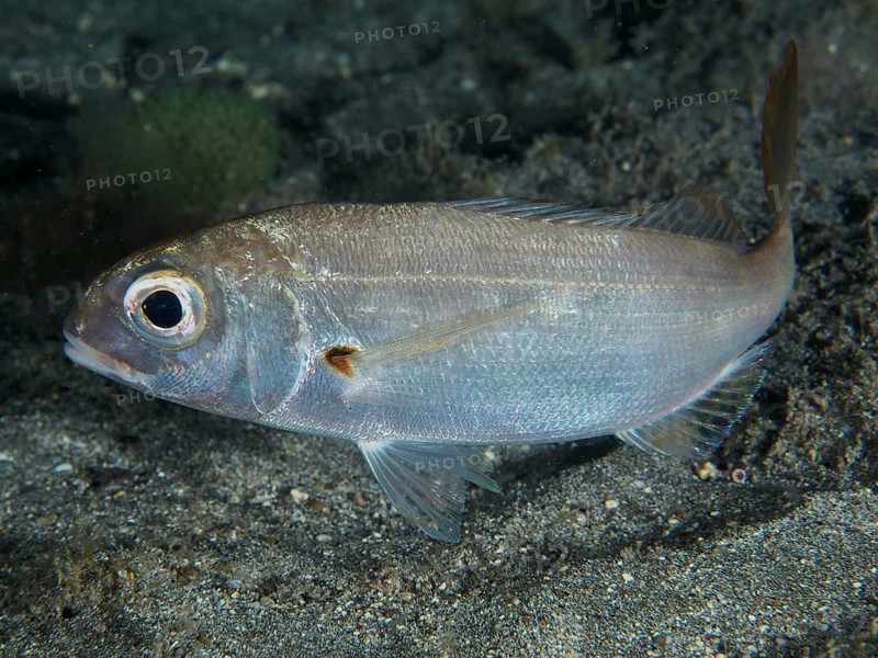 Close-up of a silver fish with large eye, red bream (Pagellus erythrinus), underwater, dive site Playa, Los Cristianos, Tenerife, Canary Islands, Spain