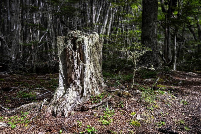 Tree stump along the Pampa Alta hiking trail, Tierra del Fuego National Park, National Route 3, Ushuaia, Tierra del Fuego Province, Argentina
