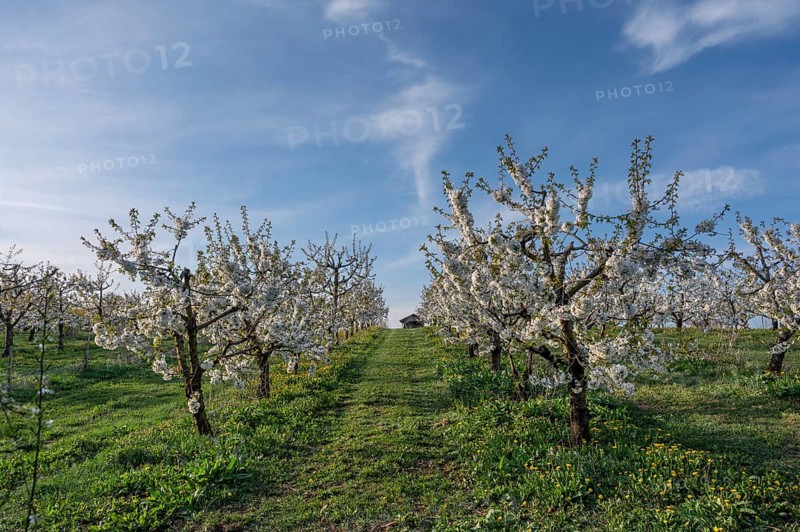 Young, flowering cherry trees of a plantation (Prunus avium), Franconia, Bavaria, Germany