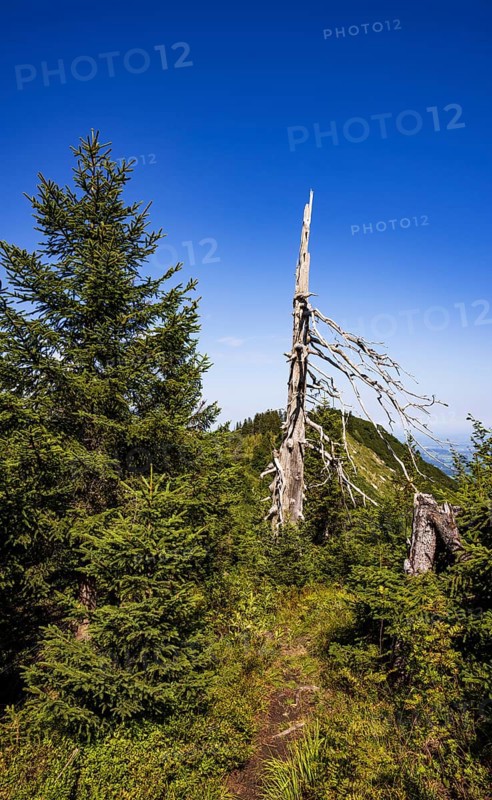 Weathered tree on the path from Ochsenberg to Eibleck, Osterhorn group, Salzkammergut, Salzburg province, Austria