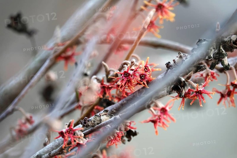 Flowering witch hazel (Hamamelis vernalis), winter, Germany