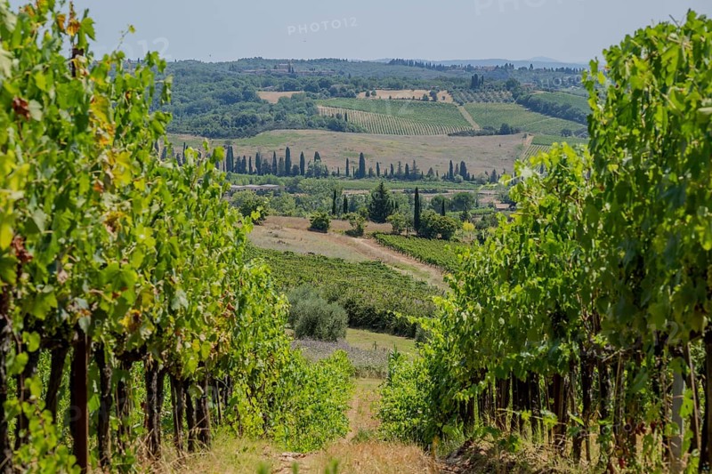 Tuscan landscape, country estate with vineyards, forests, olive trees and cypresses in Chianti, Chianti Region, Tuscany, Italy