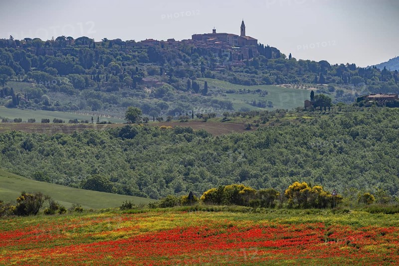 Poppy meadow (Papaveraceae) and flowering yellow broom (Genista tinctoria), behind Pienza, landscape around San Quirico d'Orcia, Val d'Orcia, Orcia Valley, UNESCO World Heritage Site, Province of Siena, Tuscany, Italy