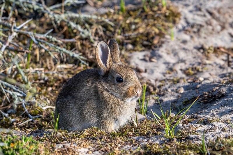 European rabbit, common rabbit, young, rabbit, rabbits, Oryctolagus cuniculus, European rabbits, common rabbits, juvenile, juveniles, kit, kits, kitten, kittens, sit, sitting, dune, dunes, coast, spring, Europe, Leporidae, nature, Scottish, wildlife, fauna, animal, animals, mammal, mammals, rodent, European, rodents, UK, British, Great Britain, Scotland, Germany, France, Netherlands, Belgium, portrait, Texel