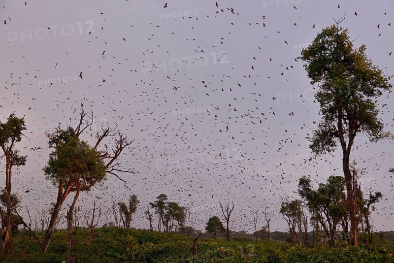 Straw-coloured Fruit Bats (Eidolon helvum), in flight, Kasanka National Park, Zambia