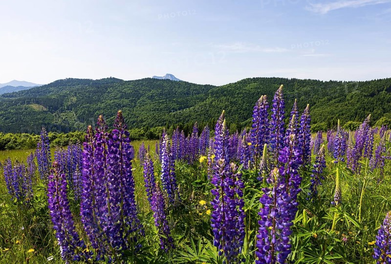 Lupines, Lupinus, Large-leaved lupin, Lupine meadow on the high alpine pasture in Mondseeland, Mondsee, Salzkammergut, Upper Austria, Austria