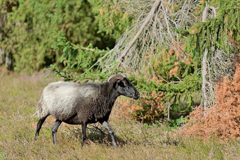Heidschnucke (Ovis aries), Bell Heather, Südheide Nature Park, Lüneburg Heath, Lower Saxony, Germany