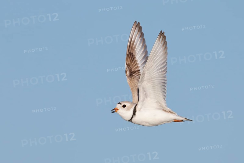 Piping Plover (Charadrius melodus) flying, Massachusetts, USA