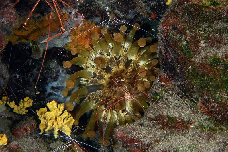 Club-tipped anemone (Telmatactis cricoides) with brown and yellow tentacles in a crevice. Dive site Roca Jolia, Las Galletas, Tenerife, Canary Islands, Spain