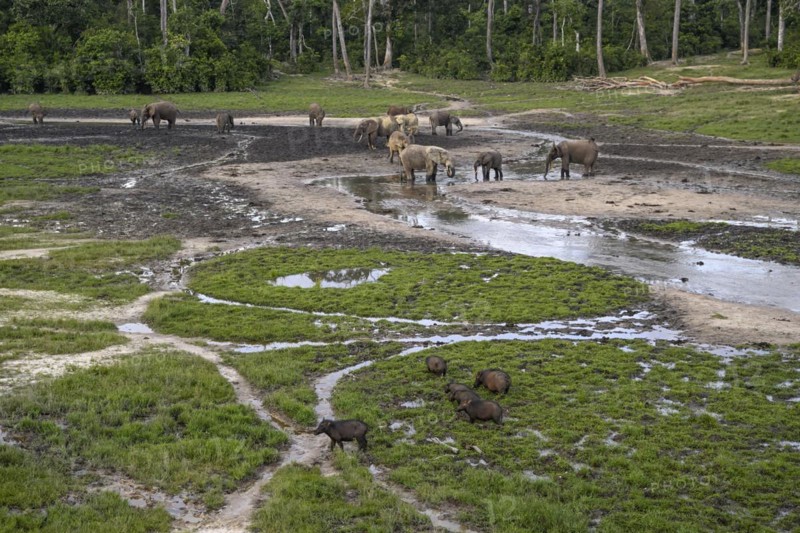Giant forest hog (Hylochoerus meinertzhageni) and african forest elephants (Loxodonta cyclotis) in the Dzanga Bai forest clearing, Dzanga-Ndoki National Park, Unesco World Heritage Site, Dzanga-Sangha Complex of Protected Areas (DSPAC), Sangha-Mbaéré Prefecture, Central African Republic