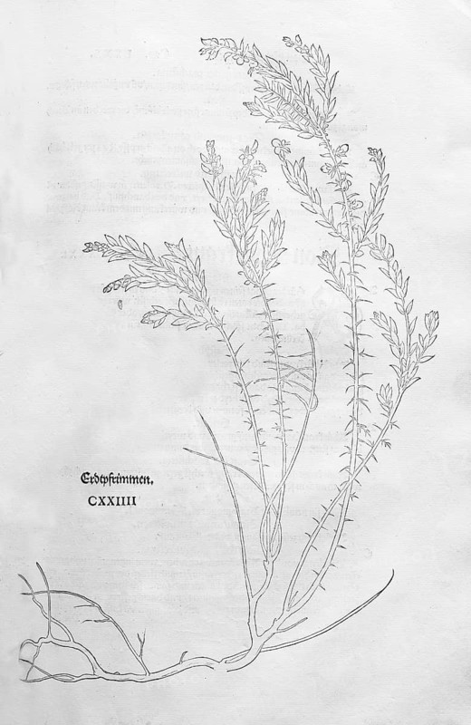 Genista germanica (Genista germanicus), woodcut by Leonhart Fuchs, from New Kreüterbuch, neues Kräuterbuch, Michael Isingrin, Basel, Switzerland, 1543