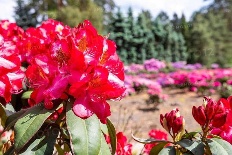 Rhododendron blossom in the historic nursery of the Seidel family, Grüngräbchen, Schwepnitz, Saxony, Germany