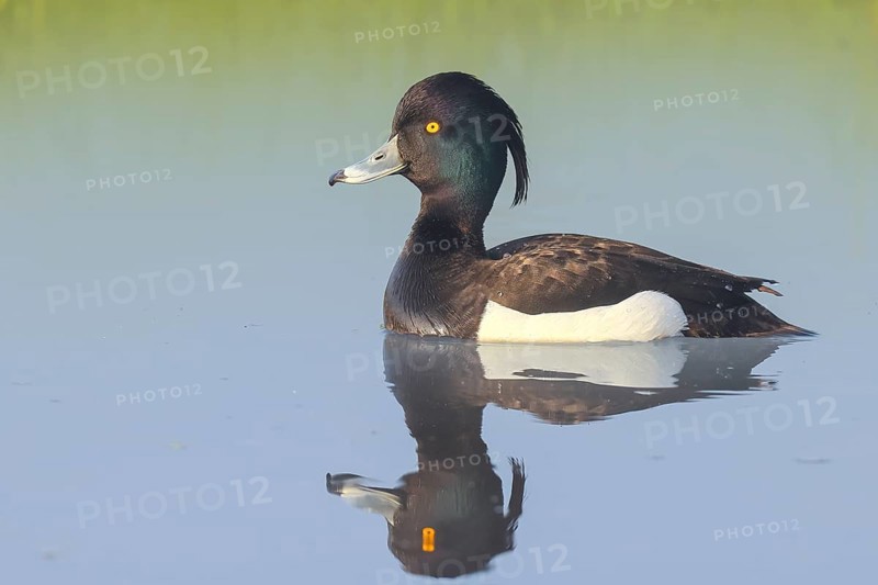Tufted duck (Aythya fuligula), drake swimming on the water, wildlife, animals, birds, duck bird, diving duck, ox bog, Dümmer See nature park Park, Hüde Lower Saxony, Germany