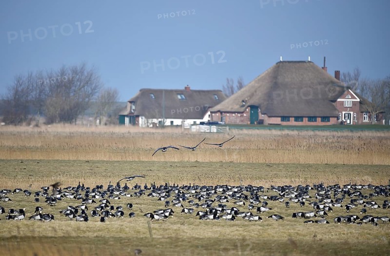 White-fronted Geese, Barnacle Geese, (Branta leucopsis) flying near Westerhever, Schleswig-Holstein, Germany