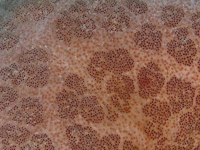 Detailed close-up of the structured surface of a starfish, granulated roller star (Choriaster granulatus), dive site Close Encounters, Permuteran, Bali, Indonesia