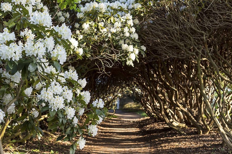 Old pergola through rhododendron bushes in bloom on the Hutberg in Kamenz, Saxony, Germany