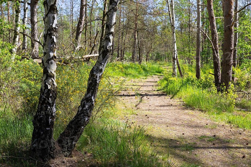 Heath trail through the Gohrischer Heide near Gröditz, Saxony, Germany