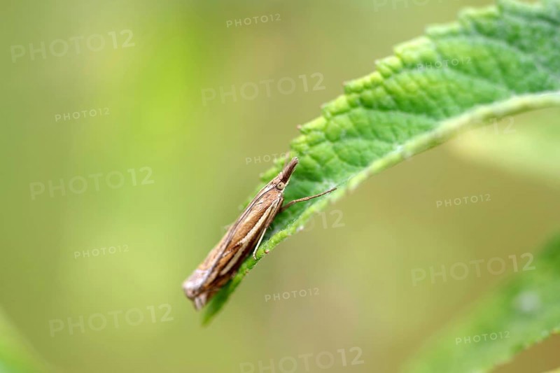 Common Grass-veneer (Crambus pratella), moth, macro, leaf, close-up of Common Grass-veneer sitting in resting position on a green leaf