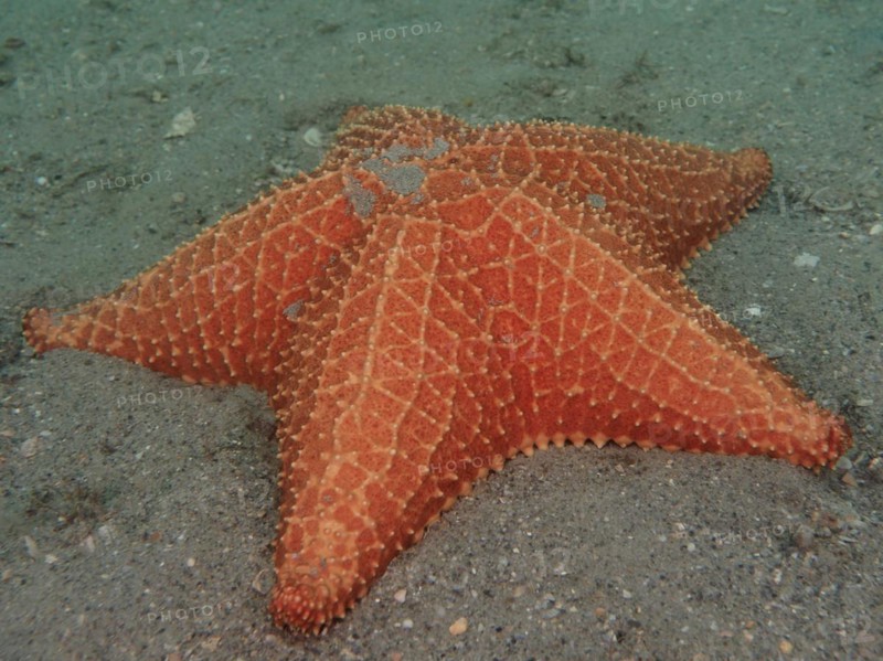 Red cushion sea star (Oreaster reticulatus), Blue Heron Bridge dive site, Phil Foster Park, Riviera Beach, Florida, USA