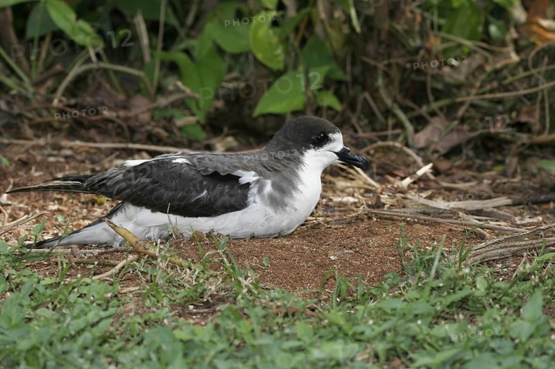 Hawaiian Petrel, Pterodroma sandwichensis, USA, Hawaii, Kauai