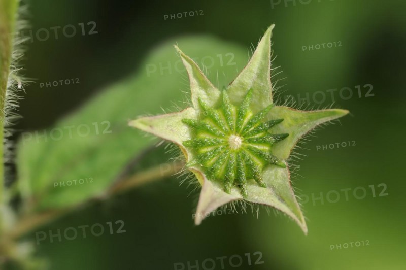 Crested summer mallow (Anoda cristata), fruiting stem, ornamental plant, North Rhine-Westphalia, Germany