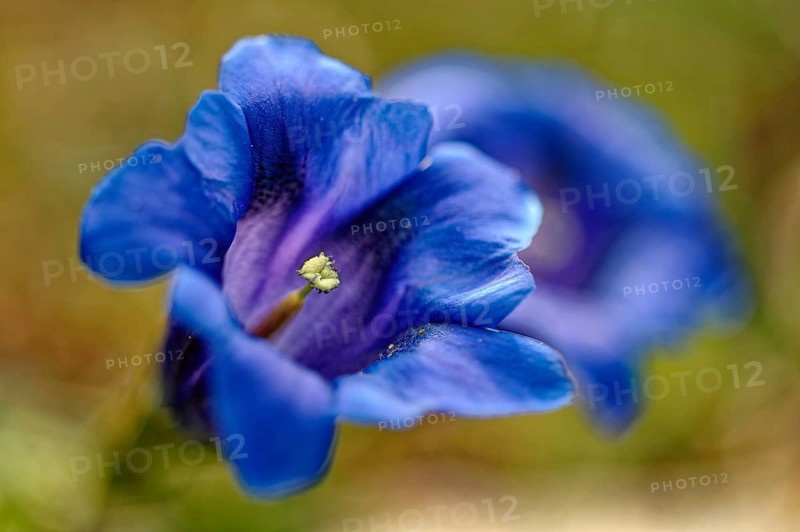 Stemless gentian (Gentiana clusii), Upper Bavaria, Bavaria, Germany