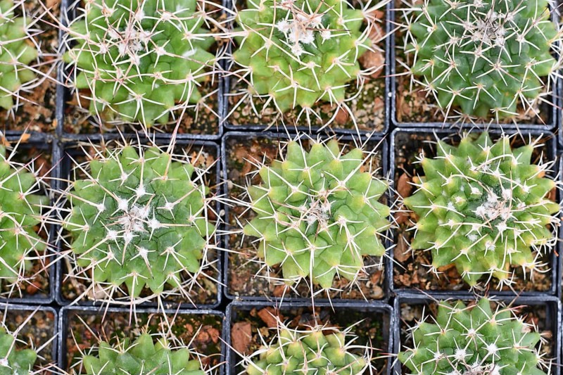Many small 'Mammillaria Carnea' cactus plants in flower pot s