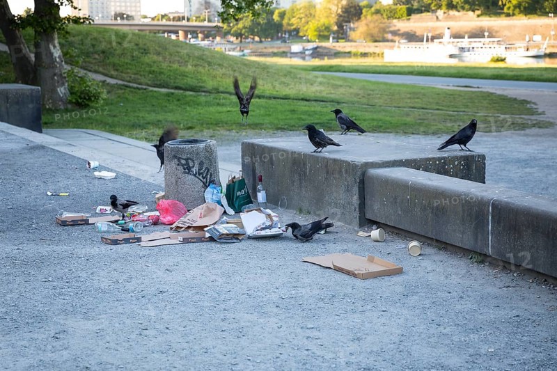 Overflowing wastepaper basket in which several common ravens (Corvus corax) are rummaging for food scraps, Elbufer Dresden, Saxony, Germany
