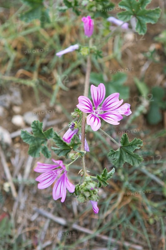 Corn mallow or Cretan hollyhock (Malva multiflora or Lavatera cretica) in the archaeological site of Mantineia, highlands of Arcadia, Peloponnese, Greece