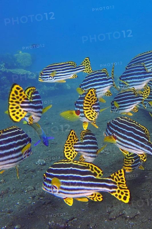 A colourful school of striped fish, Oriental sweetlips (Plectorhinchus vittatus), swimming in clear blue water, dive site USAT Liberty, Tulamben, Bali, Indonesia
