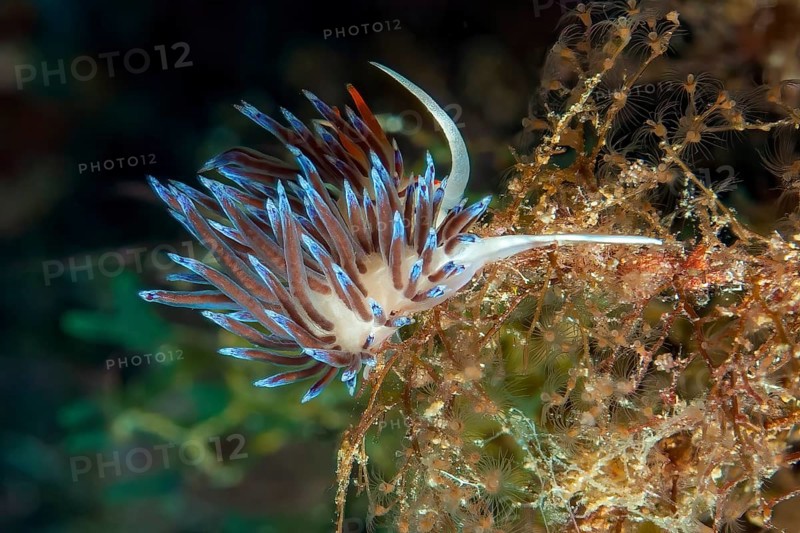 Wandering thread snail (Cratena peregrina) Nudibranch eats hydrozoans, Mediterranean Sea, Giglio Island, Tuscany, Italy