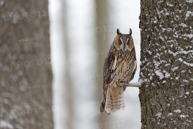 Long-eared owl (Asio otus) in a winter forest, Czech Republic