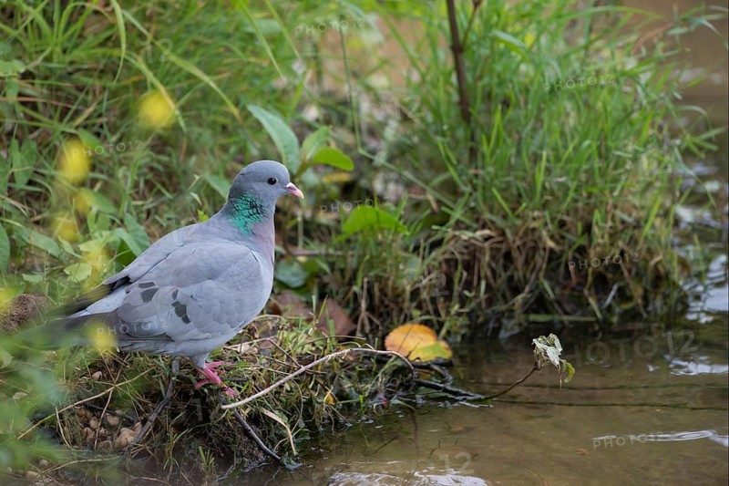 Stock Dove (Columba oenas) on field, North Rhine-Westphalia, Germany