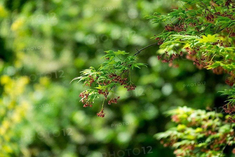 Acer pseudosieboldianum (Acer pseudosieboldianum), Münsterland, North Rhine-Westphalia, Germany