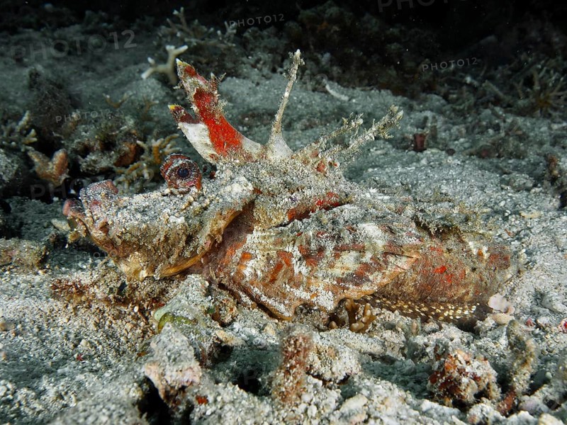Camouflaged fish, Spiny Devilfish (Inimicus didactylus), resting on sandy seabed with organic fragments, dive site Pidada, Penyapangan, Bali, Indonesia