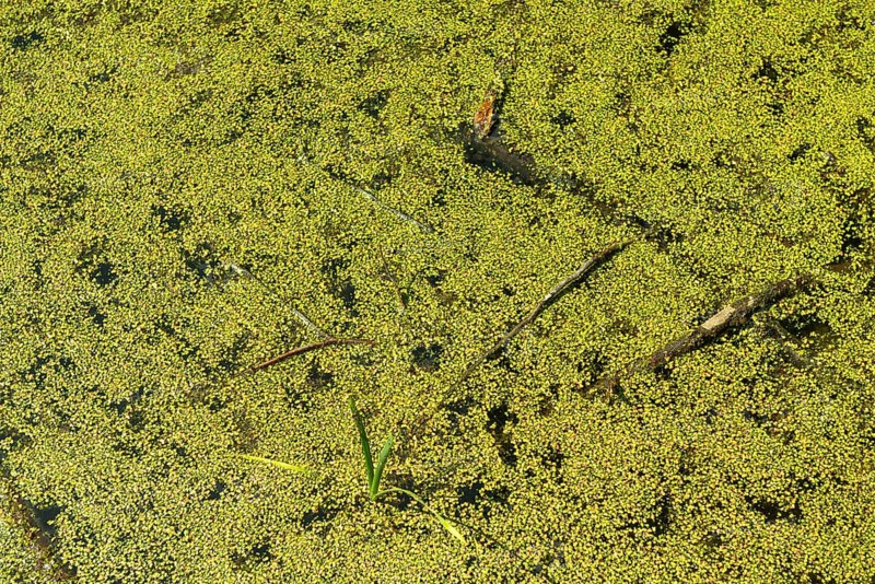Pond with Common duckweed (Lemna minor) or duckweed in the UNESCO World Heritage Site and Hainich National Park, Bad Langensalza, Thuringia, Germany