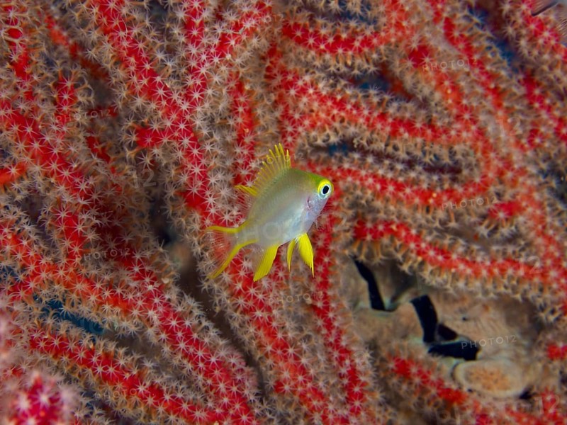 A single fish with yellow fins, Golden damselfish (Amblyglyphidodon aureus) juvenile, swimming in front of red corals, dive site Sweet Reef, Penyapangan, Bali, Indonesia