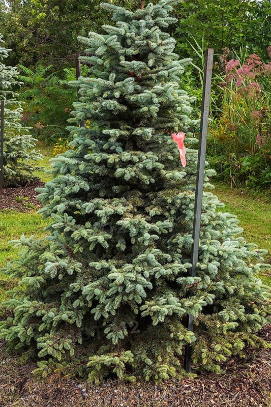 Young and newly planted Picea glauca, White Spruce tree tied to a metal stake in summer, Quebec, Canada